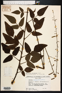 Desmodium floridanum image