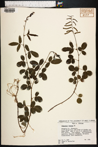 Desmodium incanum image