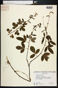 Desmodium incanum image