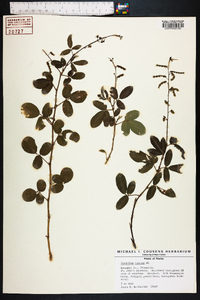 Desmodium incanum image