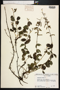 Desmodium incanum image