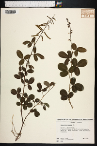 Desmodium incanum image