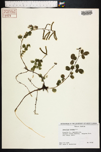 Desmodium incanum image