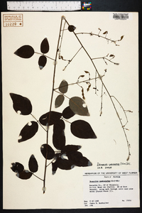 Desmodium laevigatum image