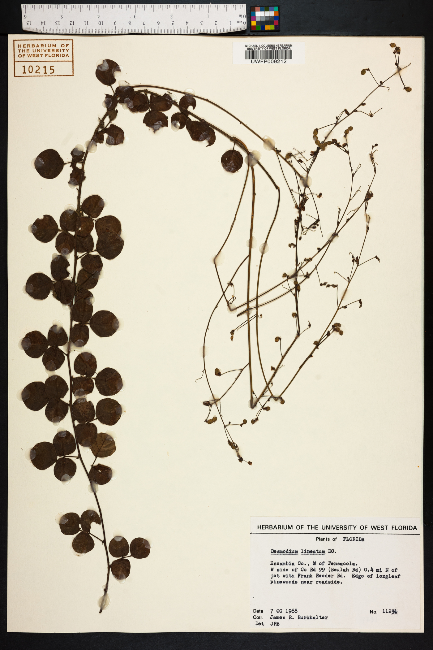 Desmodium lineatum image