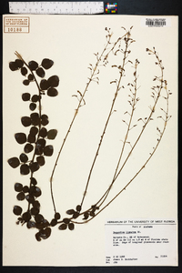 Desmodium lineatum image