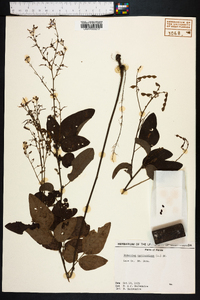 Desmodium marilandicum image