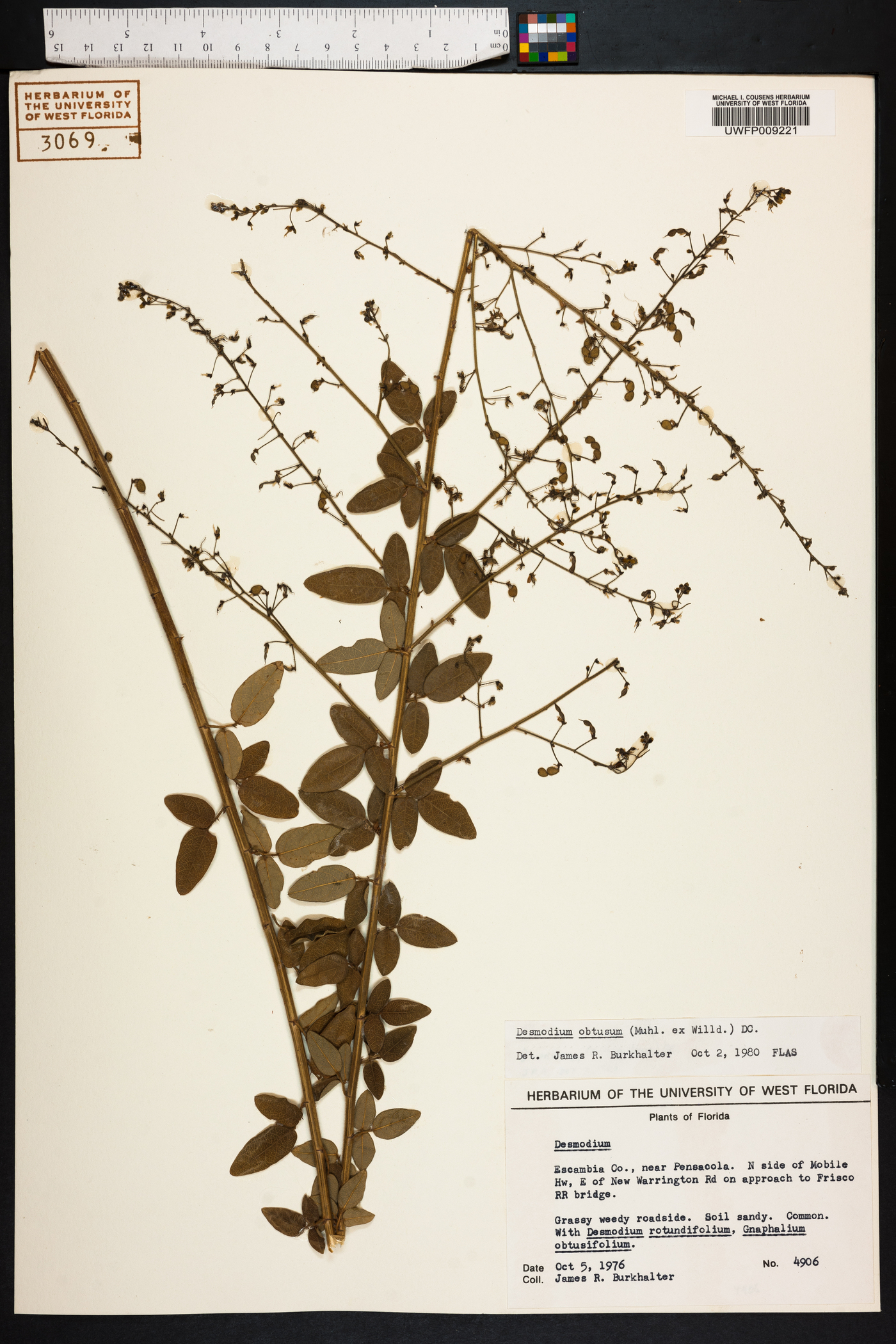 Desmodium obtusum image