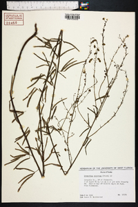 Desmodium strictum image