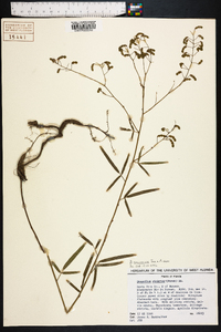 Desmodium tenuifolium image