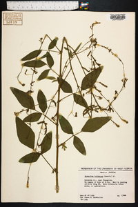 Desmodium tortuosum image