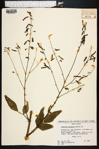 Desmodium tortuosum image