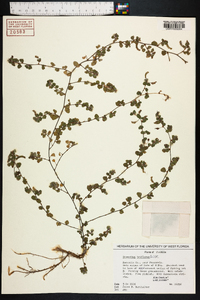 Desmodium triflorum image