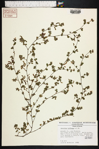 Desmodium triflorum image