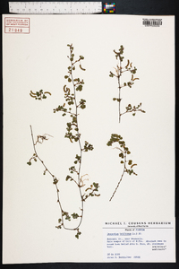 Desmodium triflorum image