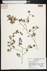 Desmodium triflorum image