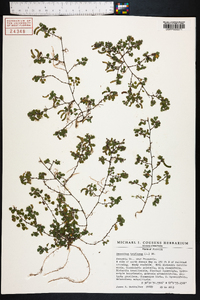 Desmodium triflorum image