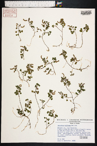 Desmodium triflorum image