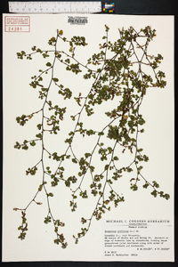 Desmodium triflorum image