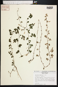 Desmodium triflorum image