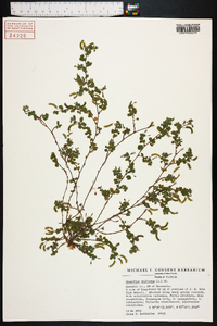 Desmodium triflorum image