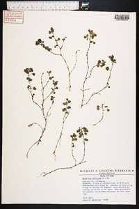 Desmodium triflorum image