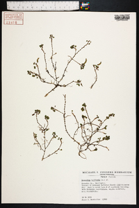 Desmodium triflorum image