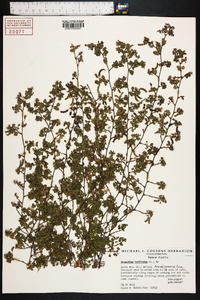 Desmodium triflorum image