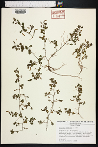 Desmodium triflorum image