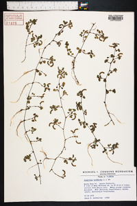 Desmodium triflorum image