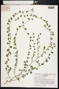 Desmodium triflorum image