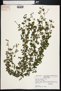 Desmodium triflorum image