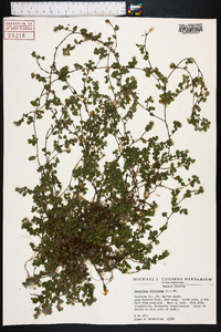 Desmodium triflorum image