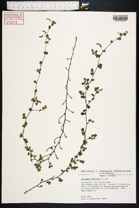 Desmodium triflorum image