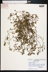 Desmodium triflorum image