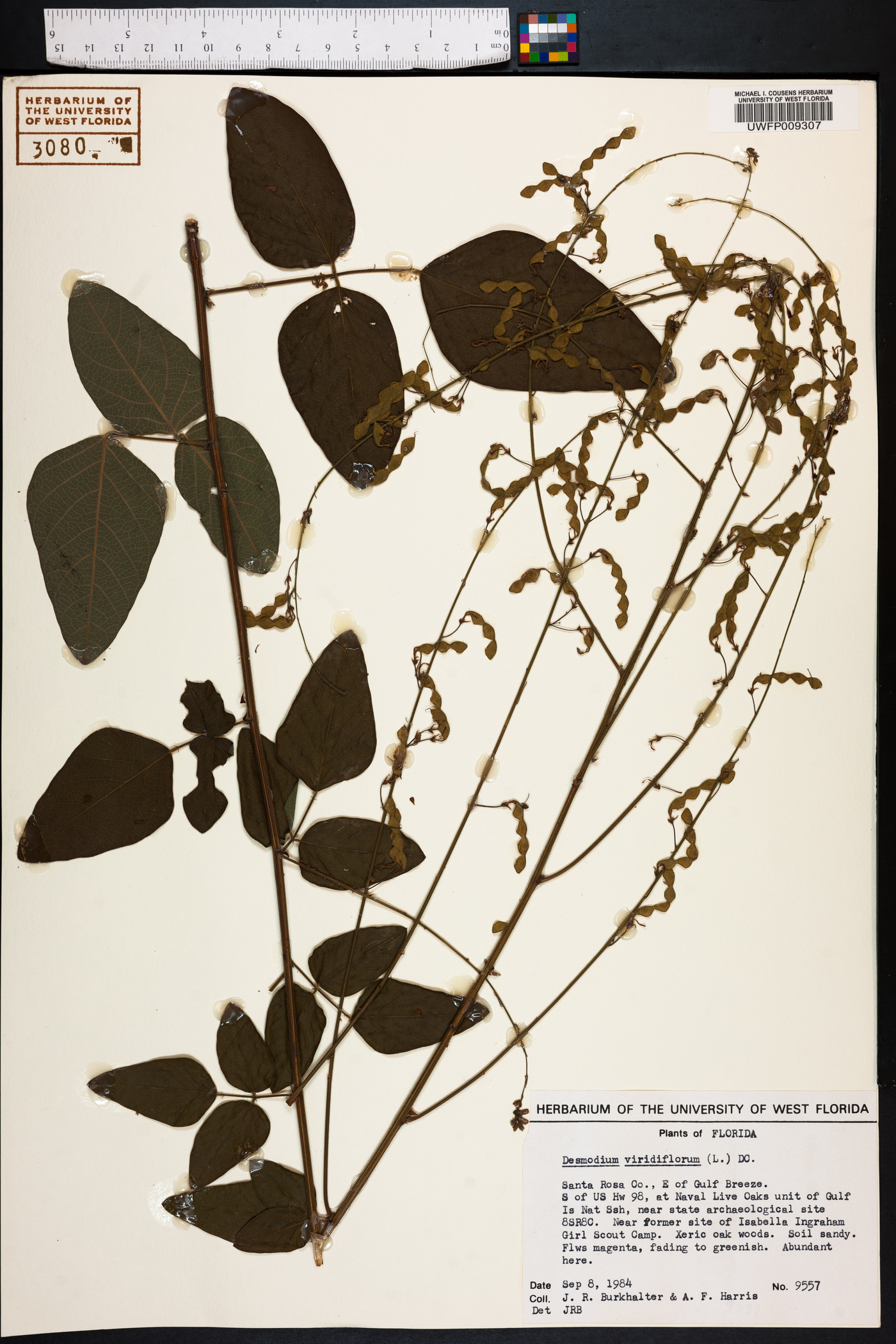 Desmodium viridiflorum image