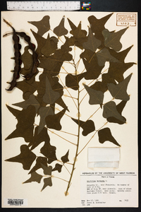 Erythrina herbacea image