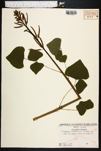 Erythrina herbacea image