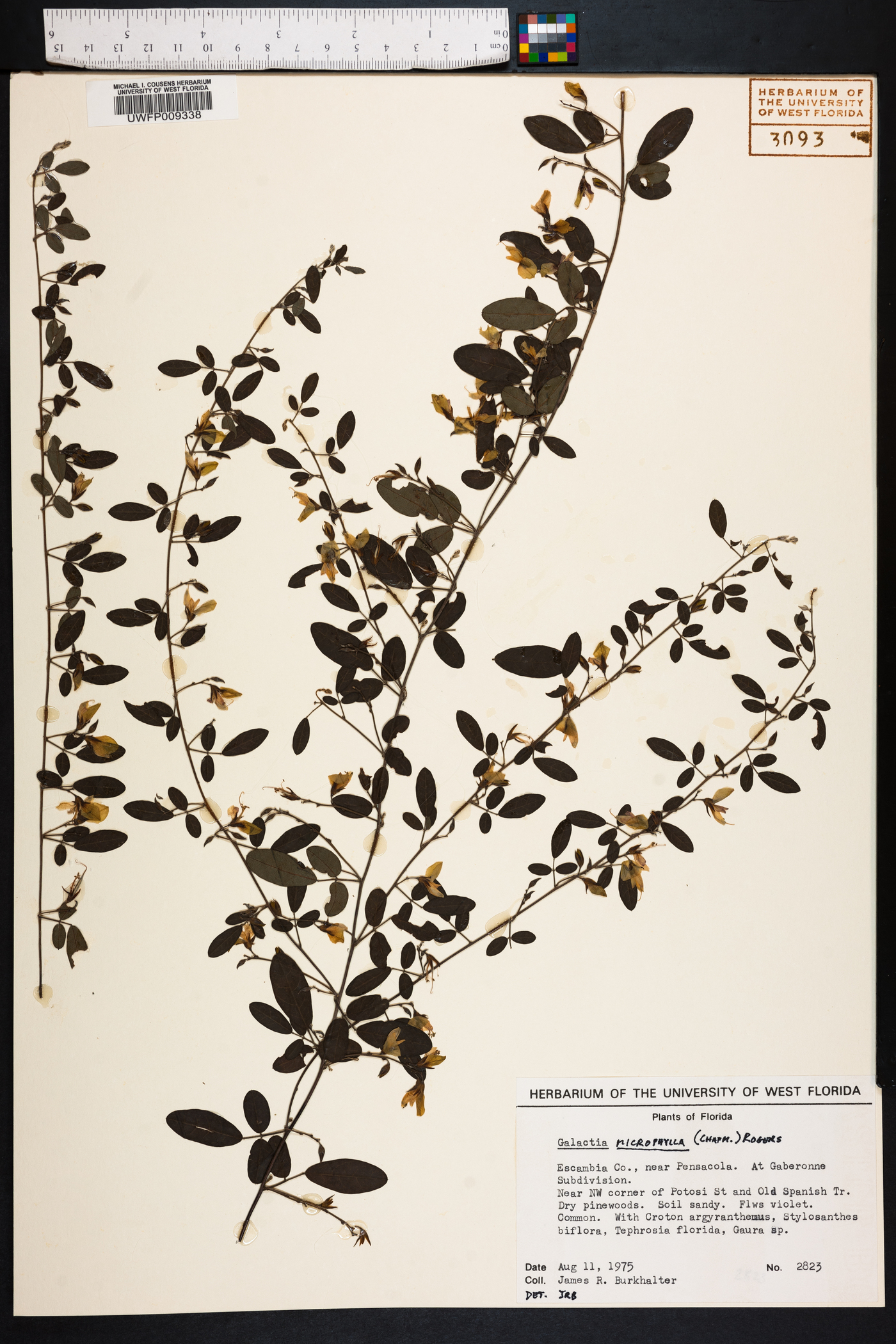 Galactia microphylla image