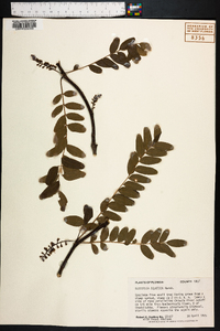 Gleditsia aquatica image