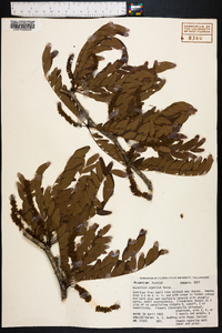 Gleditsia aquatica image