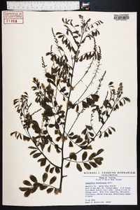 Indigofera caroliniana image
