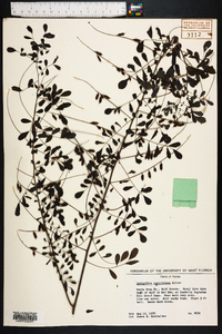 Indigofera caroliniana image