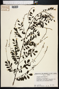 Indigofera caroliniana image