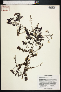 Indigofera caroliniana image