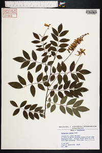 Indigofera decora image