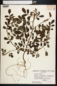 Indigofera hirsuta image