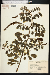 Indigofera hirsuta image