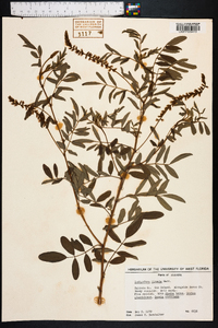 Indigofera hirsuta image