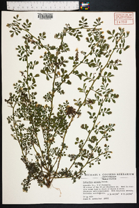 Indigofera spicata image